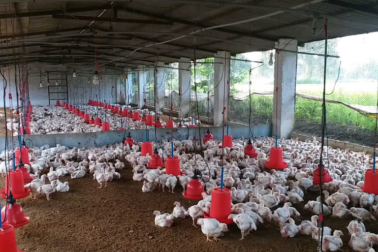 poultry business stalled in lockdown in balod