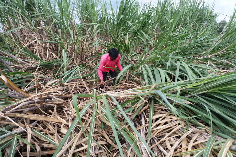 Major damage to sugarcane