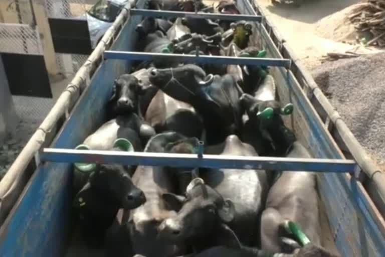 buffalo loaded truck caught, buffalo trafficking in Bharatpur