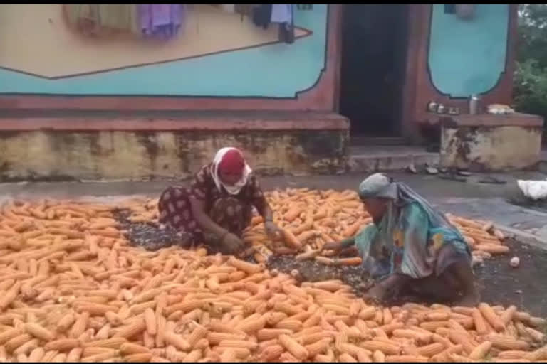 Heavy rain hits lose of Corn in Chikkodi