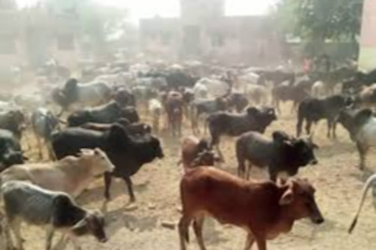 Muslim youth killed in Jharkhand for preventing cow slaughter