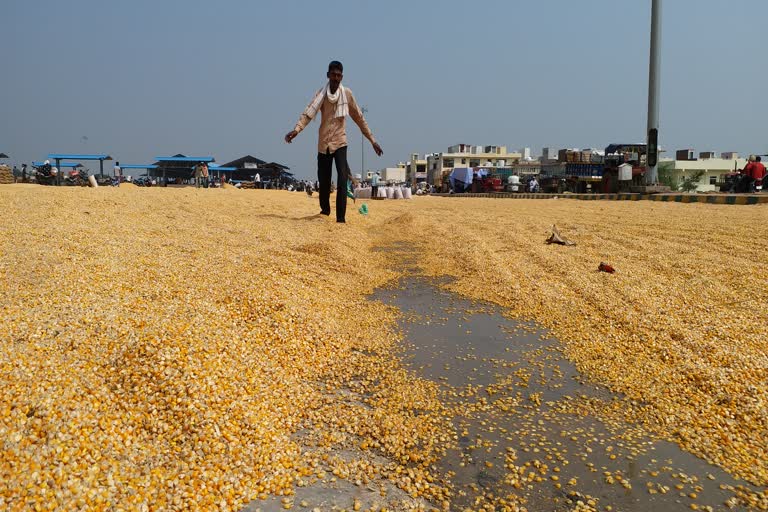 rain in Bundi, damage to farmers