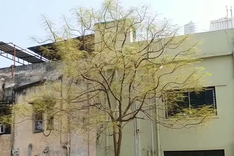 Caterpillars are damaging the Gulmohar trees