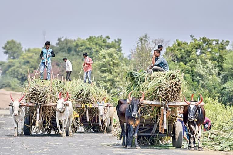 Ensuring that the sugarcane farmer does not get contract farming