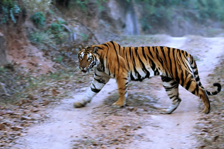 Seven poachers arrested with tiger Nails and in melghat