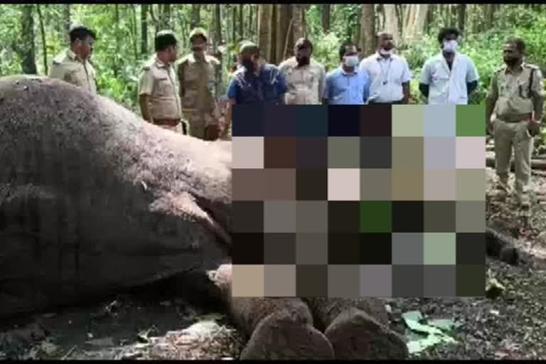 Karnataka: Elephant dies in Shivamogga due to cardiac arrest