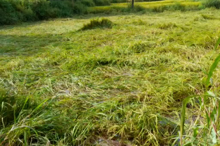 sindhudurga rice crop damage