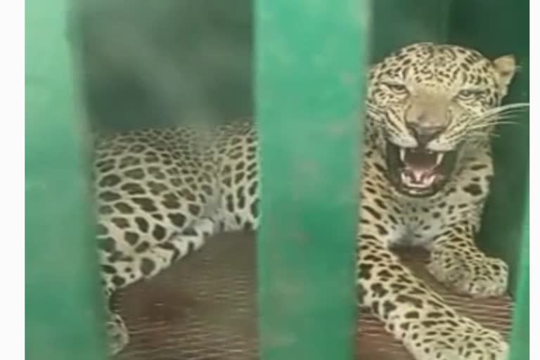 forest department caught leopard