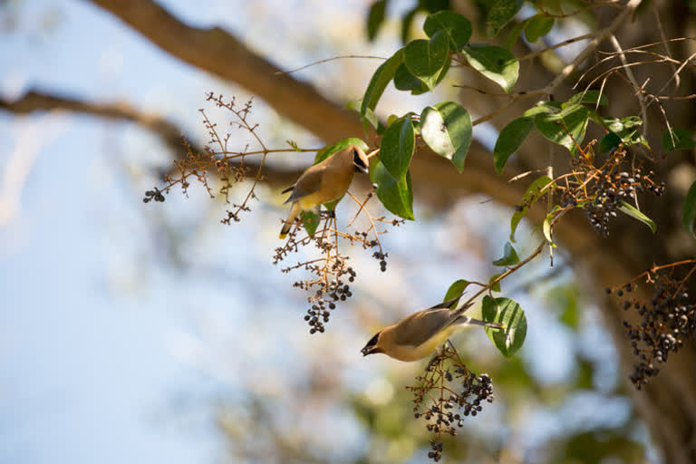 'ಕ್ಯಾಂಪೋರಾ