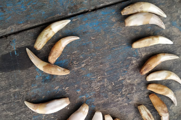 tiger teeth