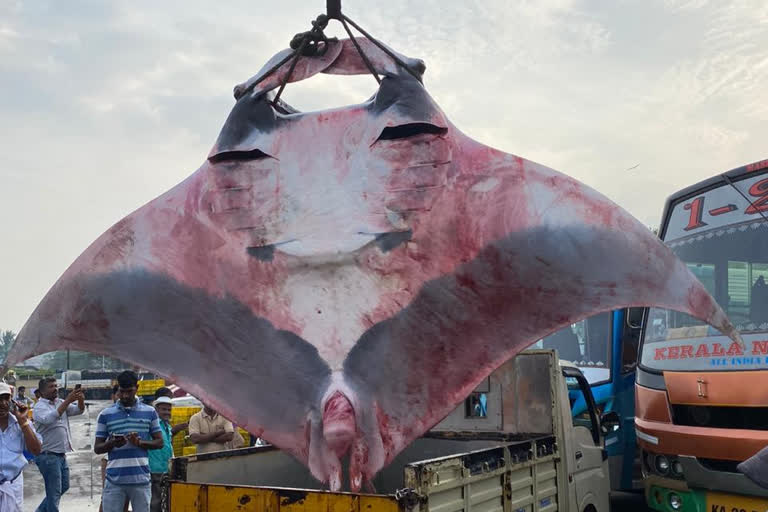 stingray fish  huge stingray fish  malpe harbour  karnataka uduppi malpe  തിരണ്ടി മത്സ്യം  ഭീമൻ തിരണ്ടി  കർണാടക ഉടുപ്പി മാൽപ്പെ  മാൽപ്പെ ഹാർബർ