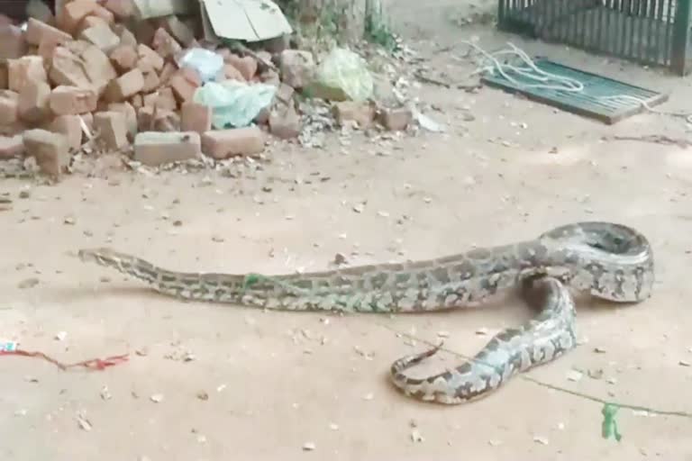 12 feet long python Chhatarpur