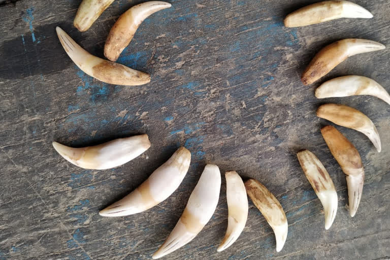 16 Tiger teeth recovered from Assam