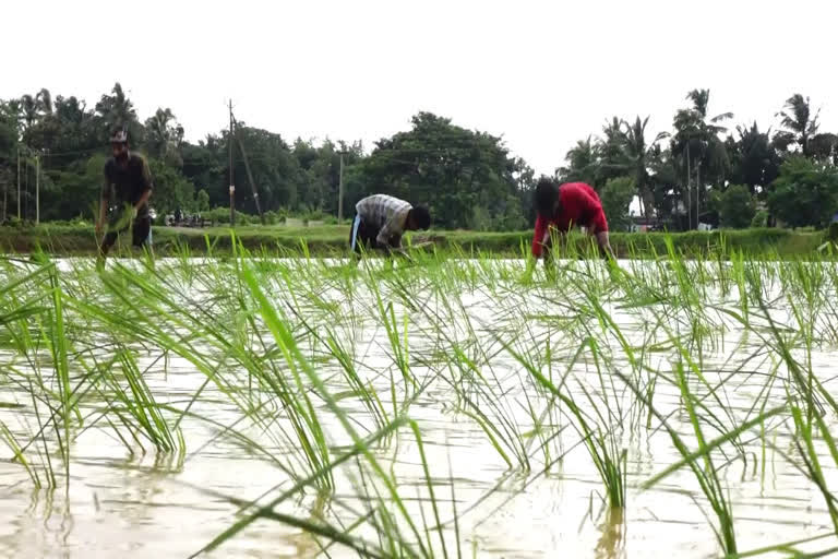 നെല്ല് സംഭരിക്കുന്നില്ലന്ന് പരാതി  വെച്ചൂർ  വെച്ചൂർ മോഡേൺ റൈസ് മില്ല്  നെല്ല് കർഷകർ  paddy peasants  paddy farmers  paddy peasants demanding proper storage  കോട്ടയം  kottayam  vs sunilkumar