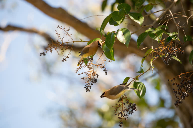 CAMPHORA as an Immune Booster for prevention of Infection & reducing the severity of Covid-19