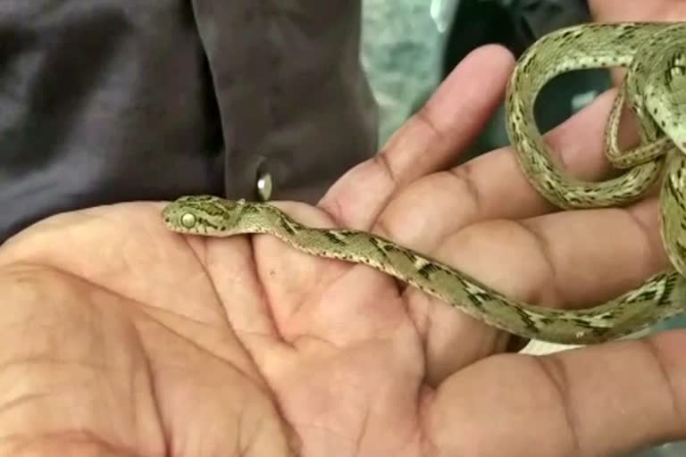 rare species of snake found in Korba