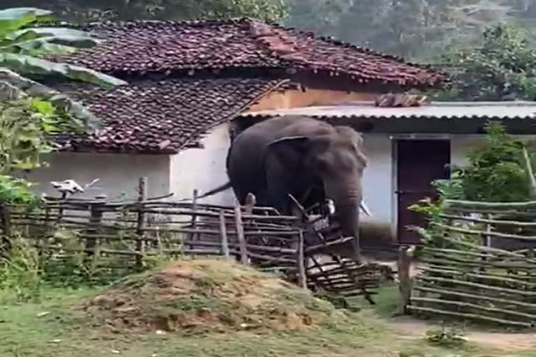 Chanda elephant team reached Dallirajhra balod