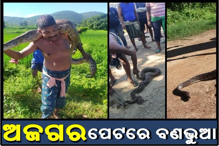 ଅଜଗରକୁ ଉଦ୍ଧାର ସମୟରେ ପେଟରୁ ବାହାରିଲା ବଣଭୁଆ