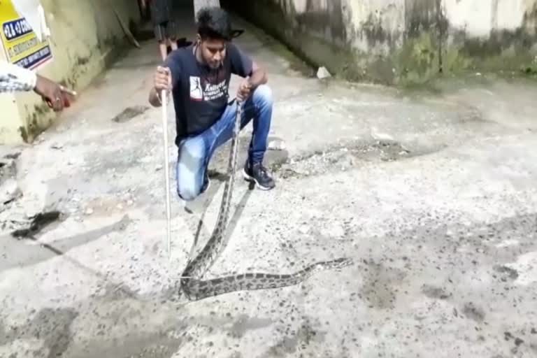 10 feet pythone snake rescued in dhenkanal