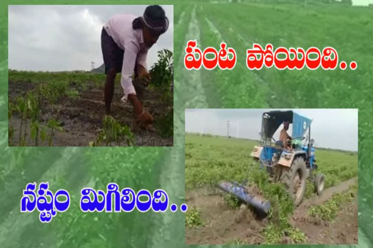 crop loss due to heavy rains in ananthapuram district