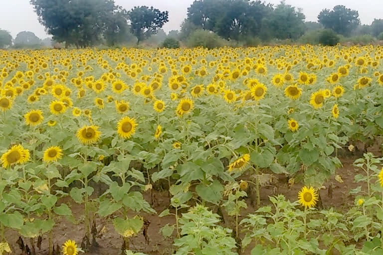 Heavy rains destroyed crops In Kushtagi taluk