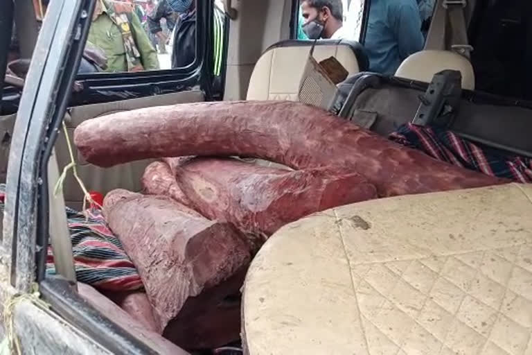 two-men-arrest-for-carrying-800kg-of-red-sandalwood