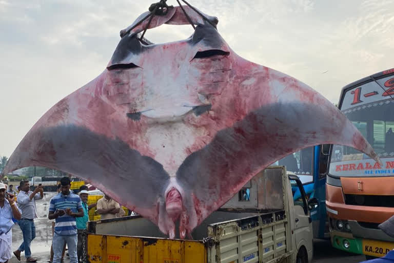 Huge Stingray Fish Caught in Snare of Malpe Fisherman