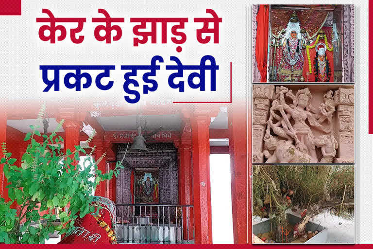 पाढ़ाय माता मंदिर  केर के झाड़ से प्रकट हुई देवी  महिषासुरमर्दिनी  पाढ़ाय माता मंदिर नागौर  राजस्थान में मंदिर  नागौर में मंदिर  nagaur news  rajasthan news  Temple in Nagaur  Temples in Rajasthan  Padhai Mata Temple Nagaur  Mahishasuramardini  Festival of Navratri  Salt production  Padhai Mata Temple  Goddess revealed from tree of Kerr