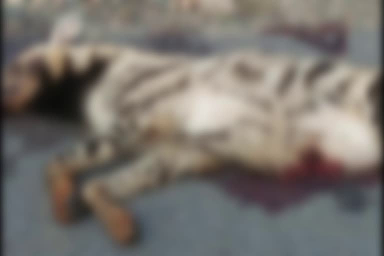 hyena-died-of-being-hit-by-a-vehicle-in-chatra