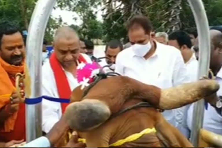 mega veterinary camp at chipurupalli