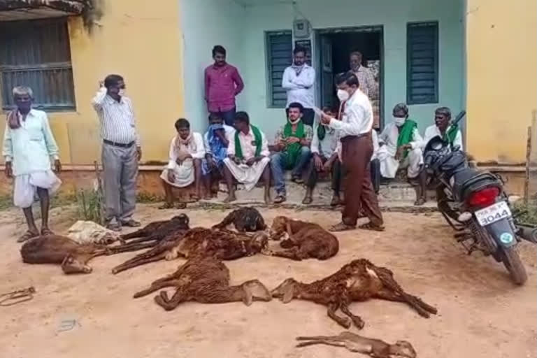 shepherds-protest-against-neglect-of-staff-and-veterinarian-lingasaguru