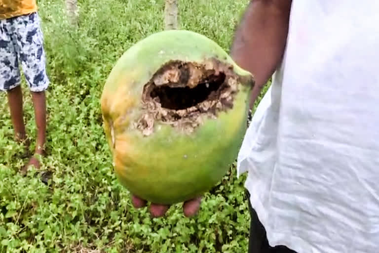 Heavy rains destroy the papaya crop At Bidar