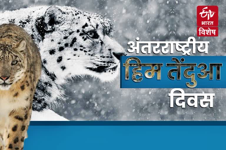 international-snow-leopard-day-2020