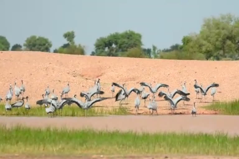 Cyberian bird reached jaisalmer, जैसलमेर पहुंचे कुरजां पक्षी