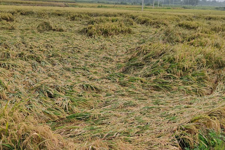 Paddy crop damage in Gangavati taluk