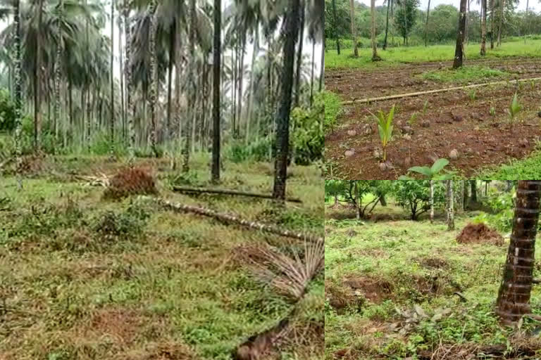 കാട്ടാന ആക്രമണം  കണ്ണൂർ  ആറളം ഫാം  Aralam farm  Wild elephant attack  kannur