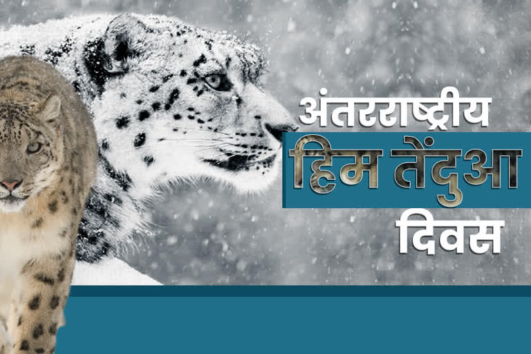 STORY ON WORLD SNOW Leopard DAY