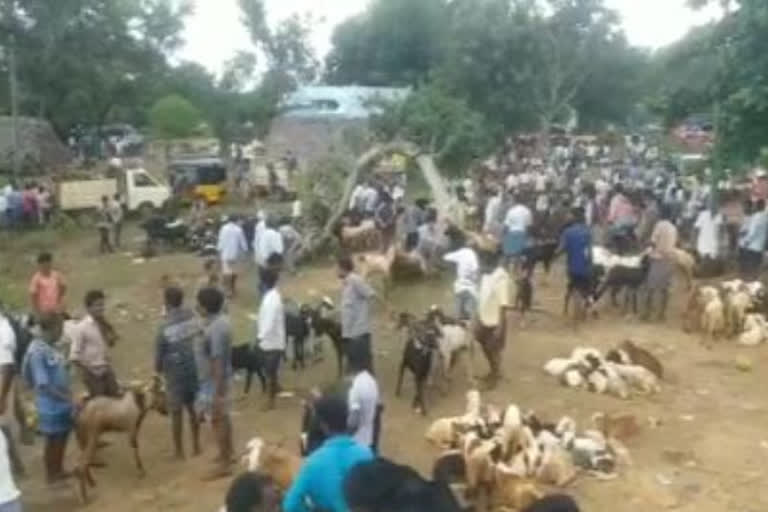 many people gathered to buy animals in timiram market