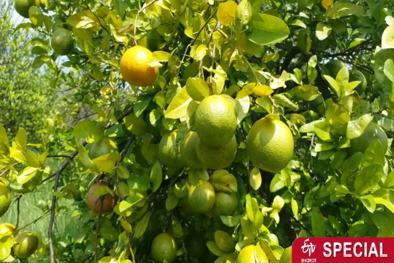 Orange cultivation in Chhindwara