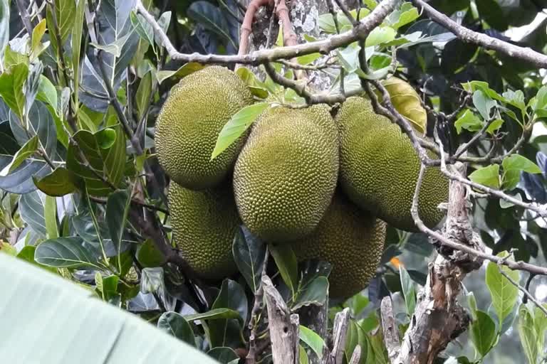 Ethane fuel from jack fruit project selected for international level