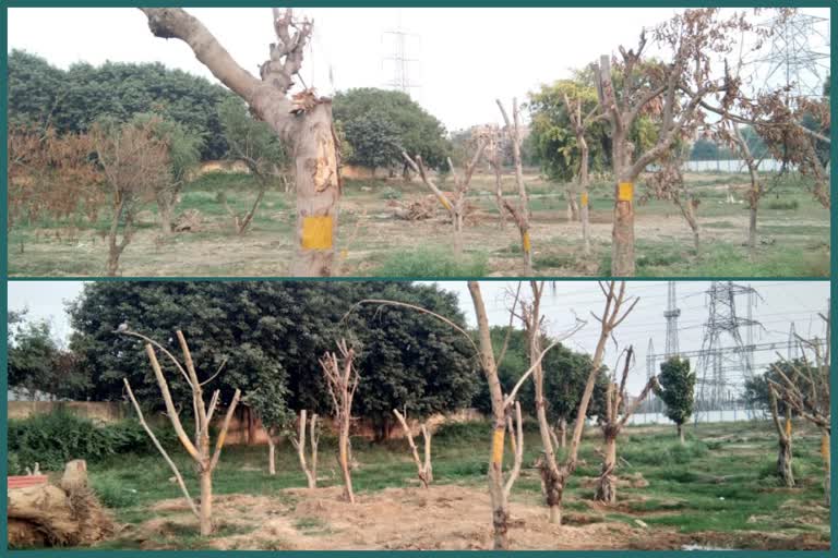 tree transplantation for expressway in dwarka
