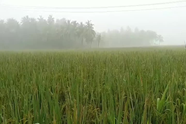 beauty-of-konaseema-during-the-snowfall-in-east-godavari-district