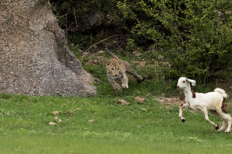 sirohi news, photo of leopard hunt, rare scene