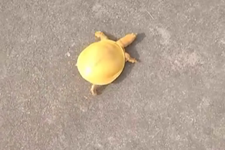 चाकसू में दिखा गोल्डन कछुआ, Golden tortoise in chaksu