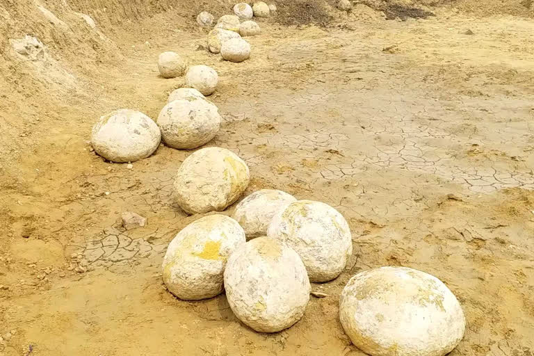 Viral image of 'Dinosaur eggs' turned out to be ammonite sediments