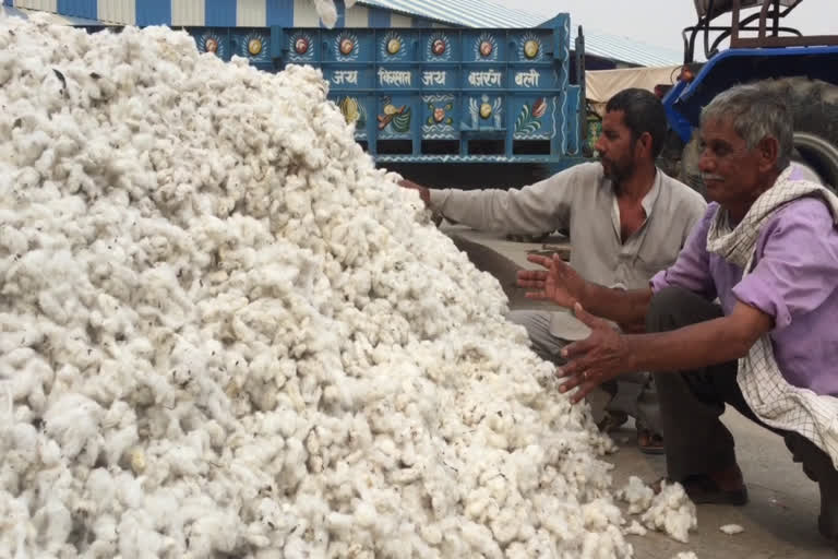 farmers upset due to cotton procurement not start in bhiwani