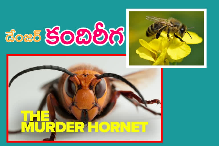 murder honet