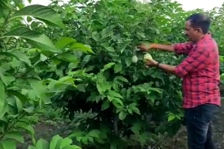 Custard apple