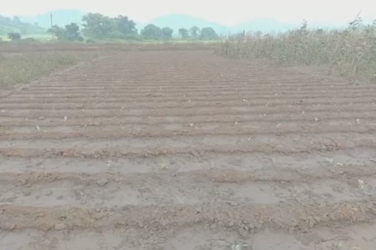 Allegations of crop failure for iron wore