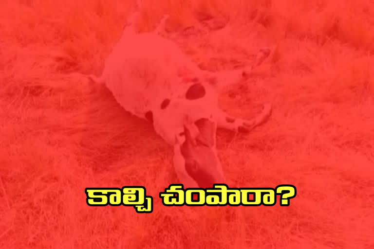 a cow died in gun fire at dhamagundam forest